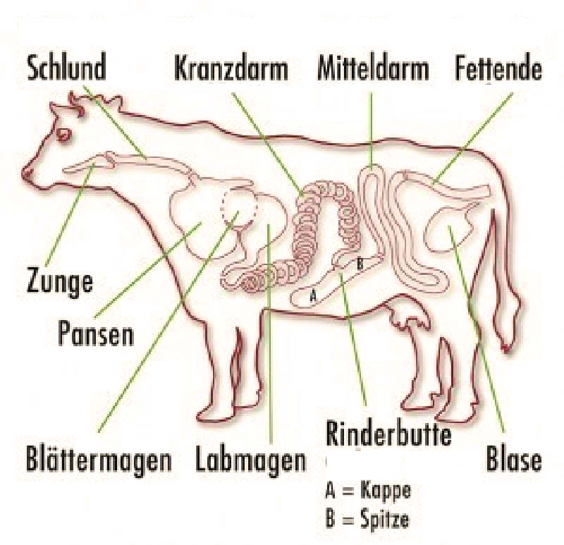 Rinderdarm immer frische Ware, bei MTG-Gewürze kaufen|default:Rinderdarm|default:.NAME