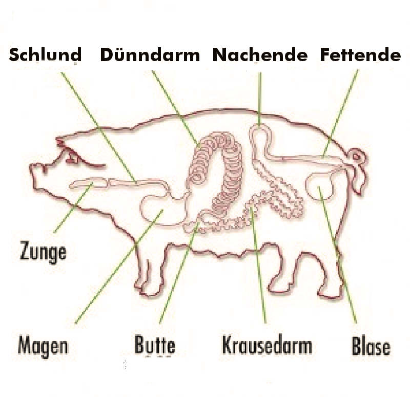 Schweinedarm in bester Qualität vom Fachmann in Chemnitz kaufen|default:Schweinedarm|default:.NAME
